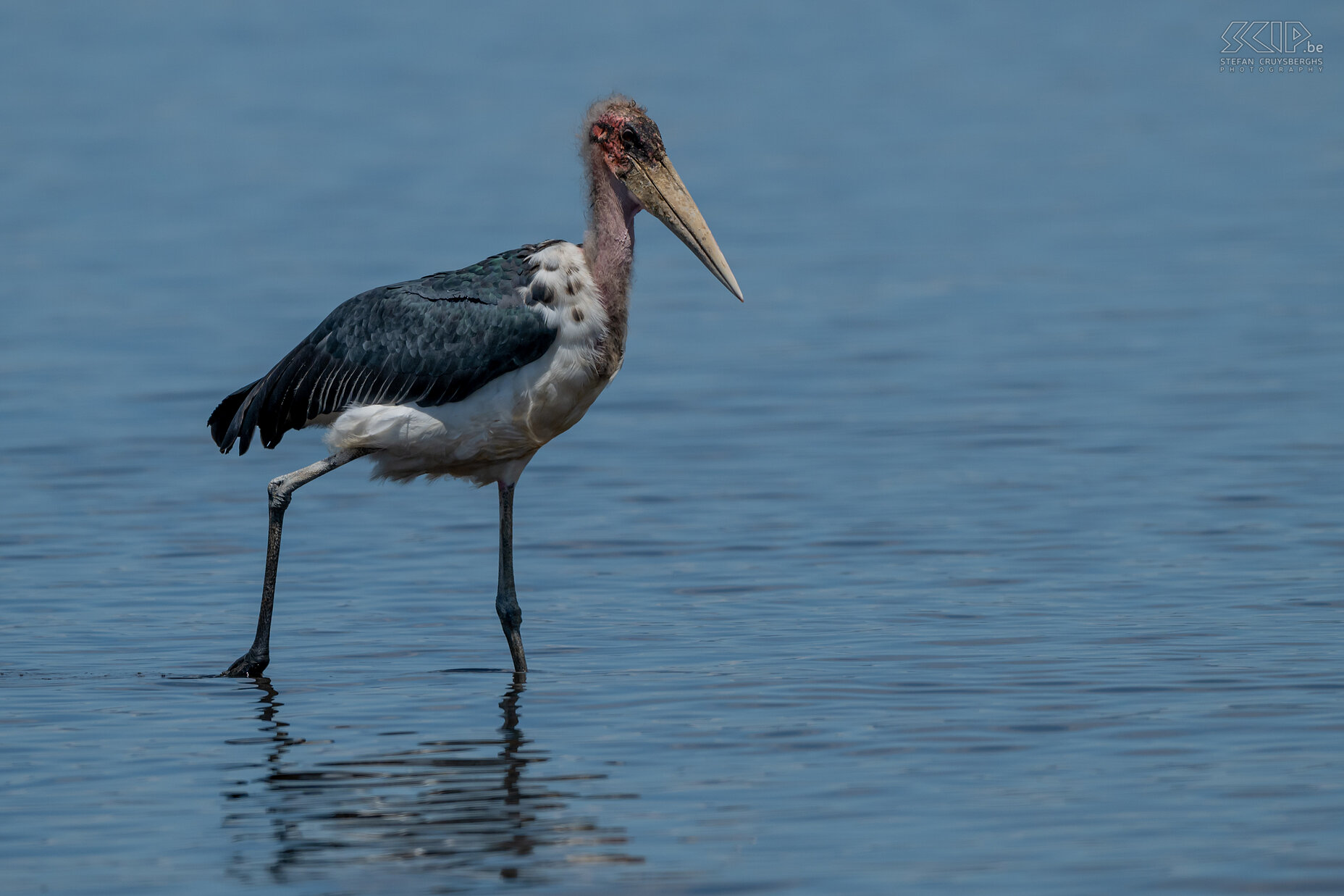 Nakuru NP - Afrikaanse maraboe De Afrikaanse maraboe (Marabou stork / Leptoptilos crumenifer) is een vrij grote vogel van de ooievaarsfamilie, maar het is een aaseter met een zeer kenmerkende vuilroze kop. Stefan Cruysberghs